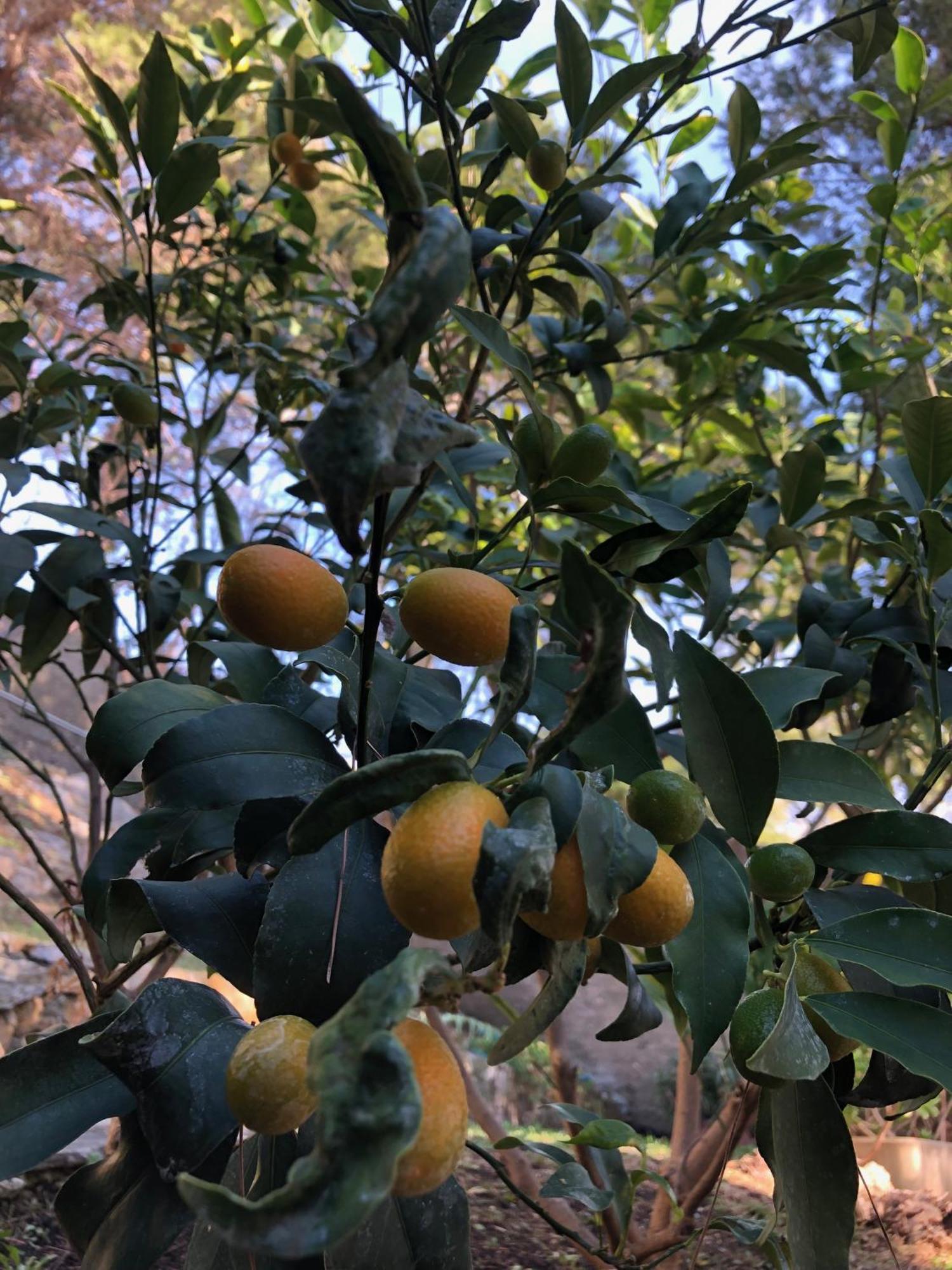 Appartamenti La Pineta Andora Екстер'єр фото